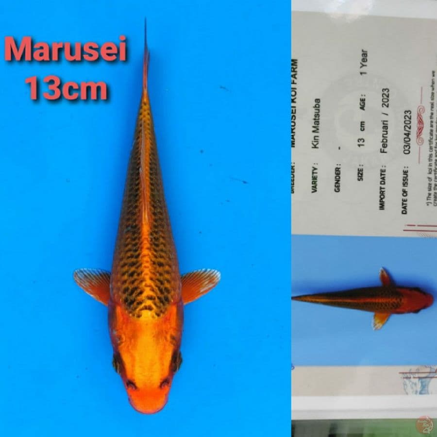 MARUSEI KIN MATSUBA 13CM SERTI