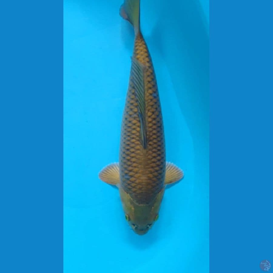 MIDORI 37CM MALE