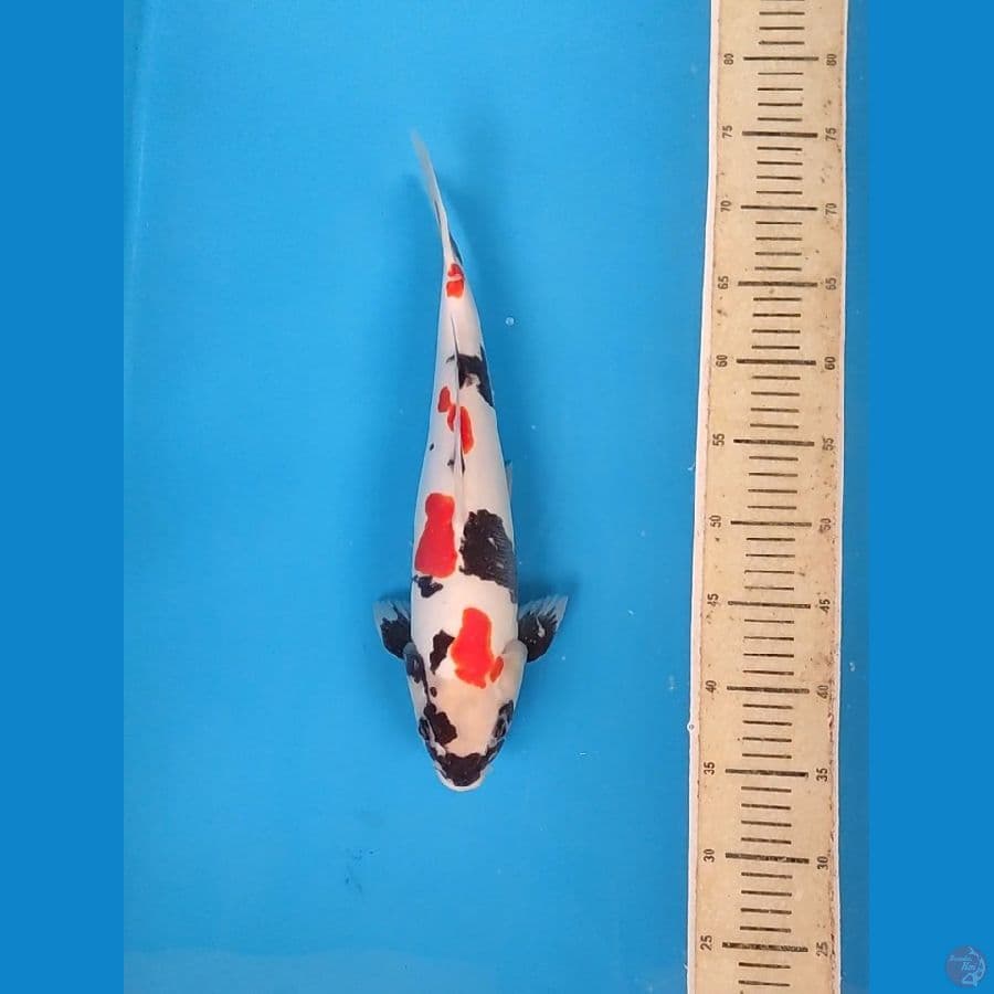 Kindai Showa doitsu 40cm