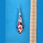 Kindai Showa doitsu 40cm