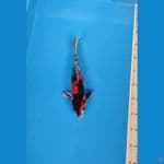 SQ kin showa doitsu 30cm