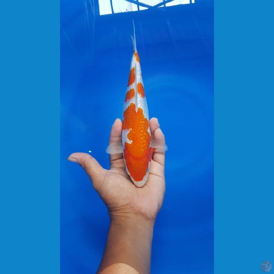 Kohaku Ginrin patern 24 cm
