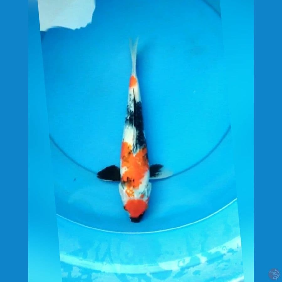 Matuten showa 32 cm