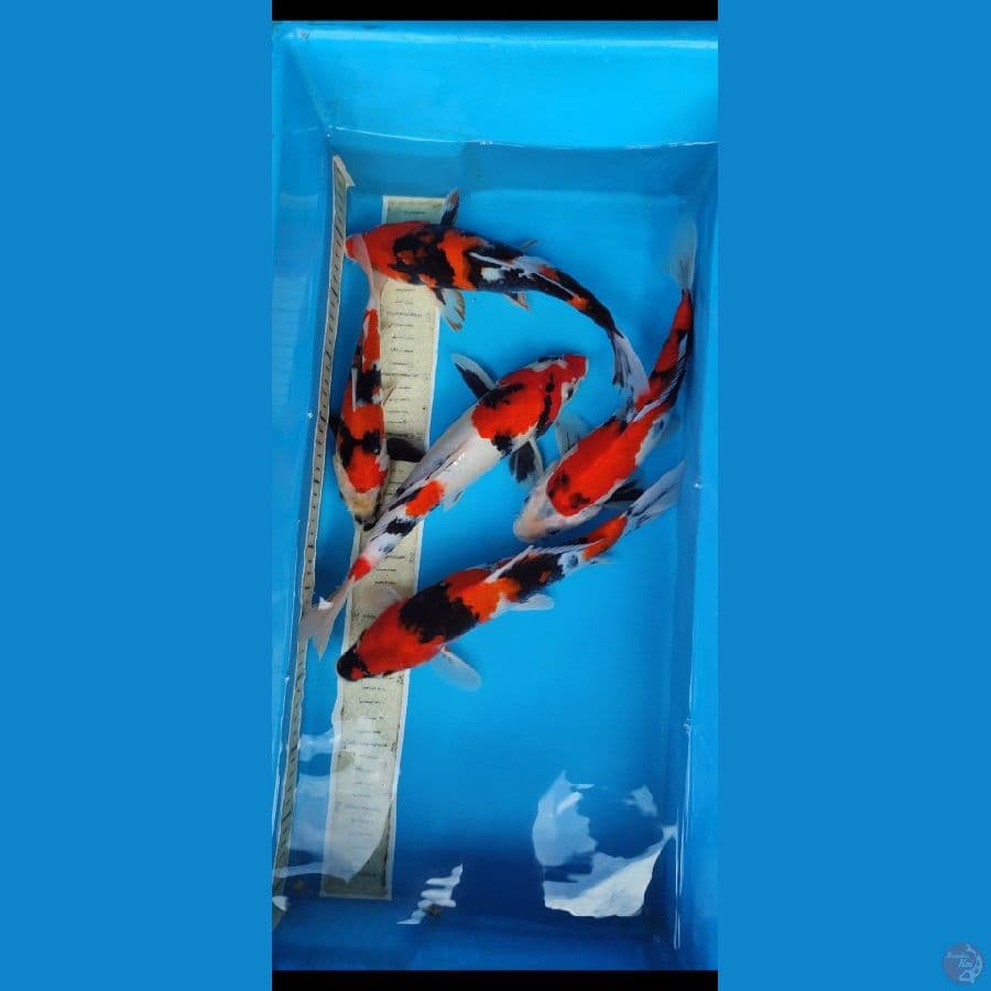 paket 5 ekor showa 24 32 cm merah strong original