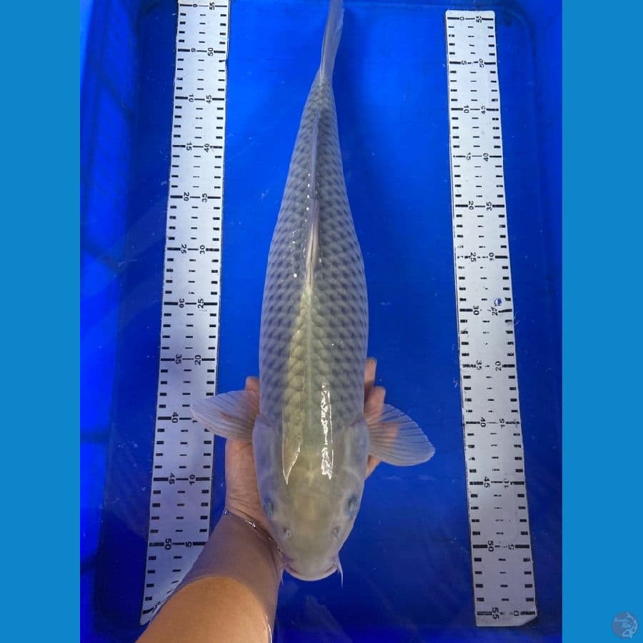 soragoi jumbo 50 cm ~ v2