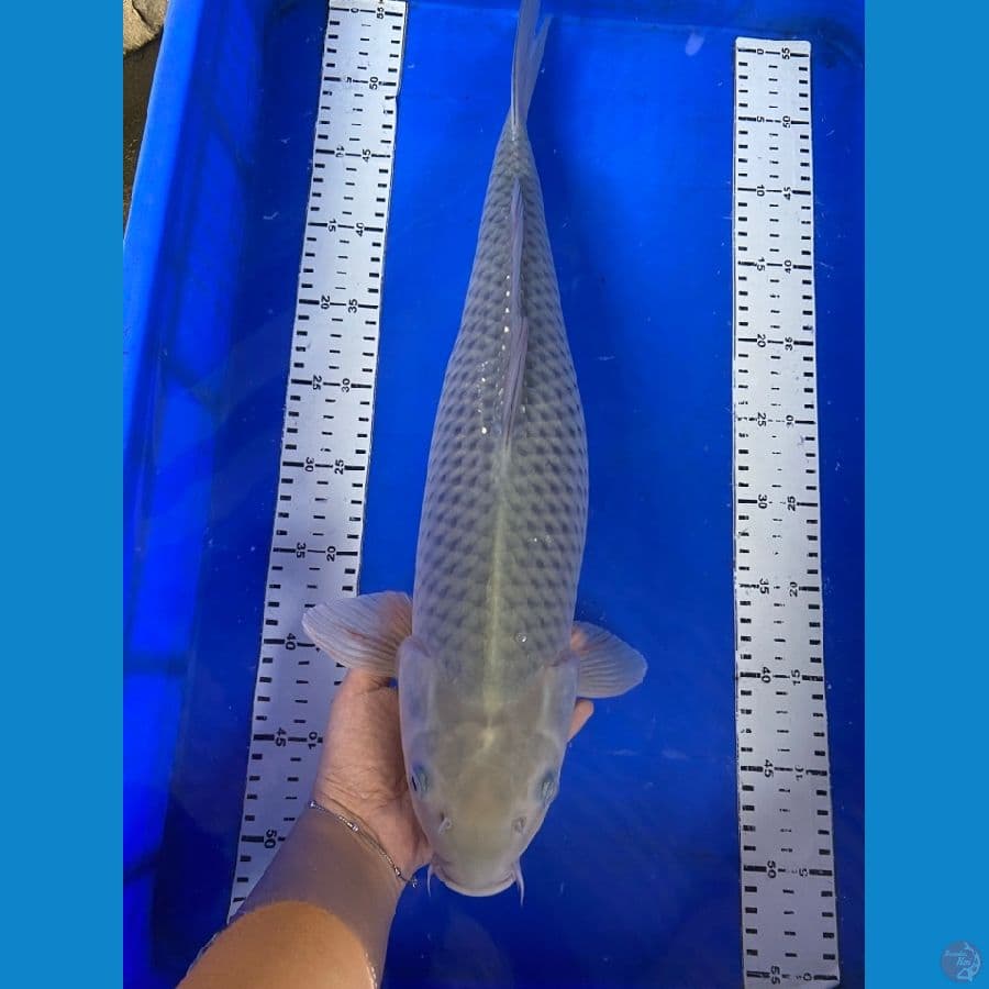 soragoi jumbo 50 cm ~ v2