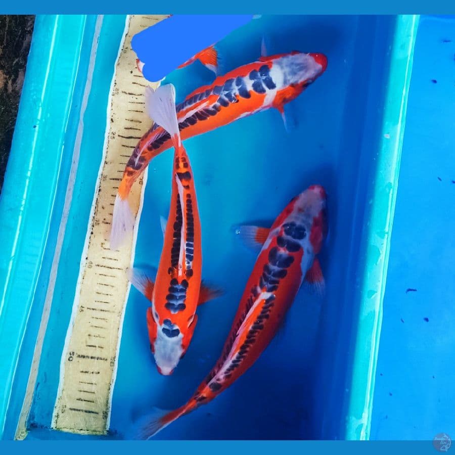 Sq shusuii 30-37cm