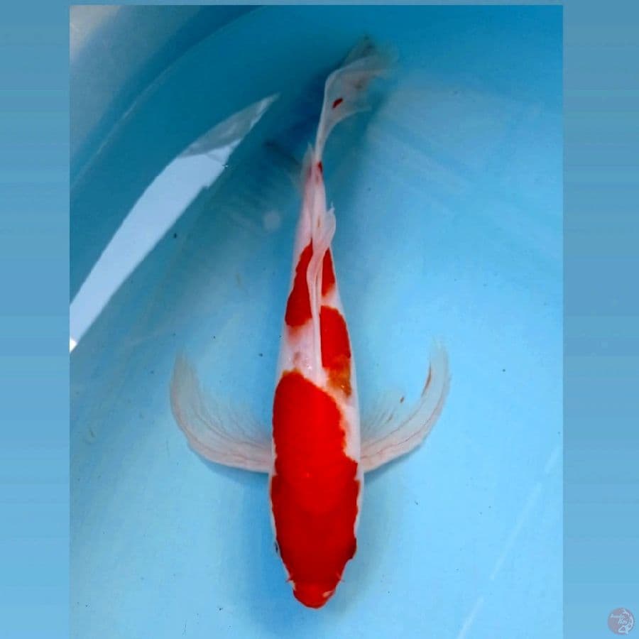 kumpay, 34 cm