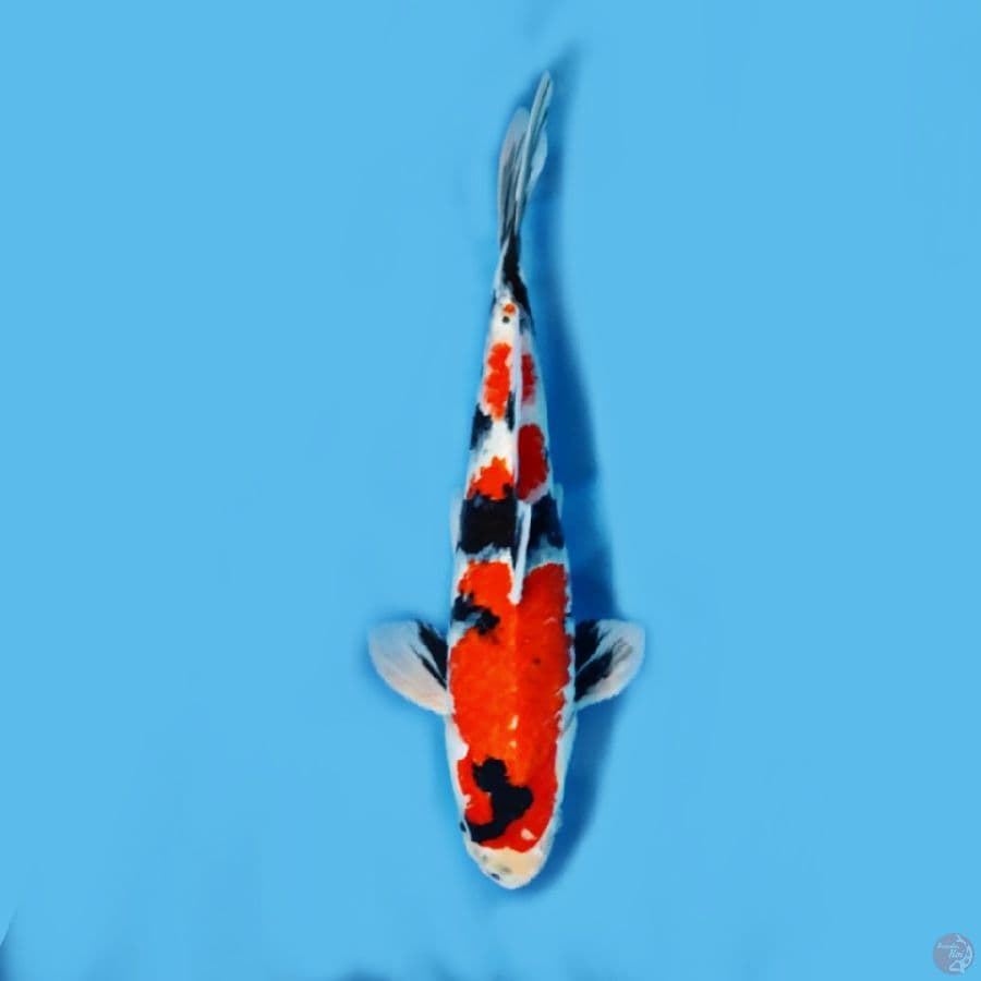 showa sansoku 36 cm male HQ original
