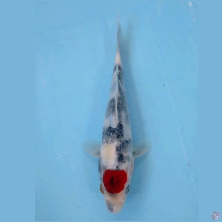 tancho showa, 22 cm