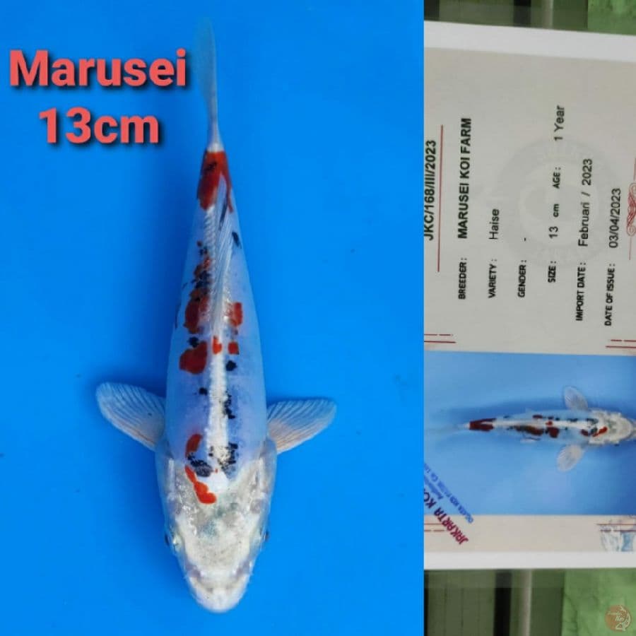 MARUSEI HEISEI 13CM SERTI