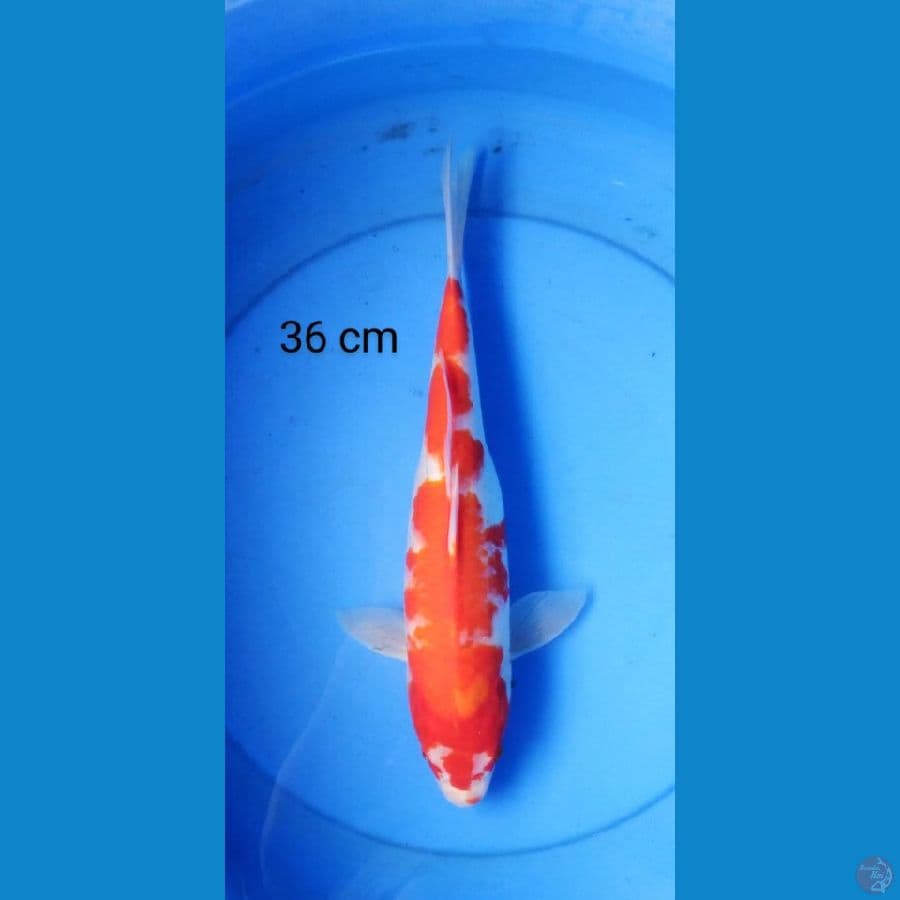 inazuma kohaku 36 cm