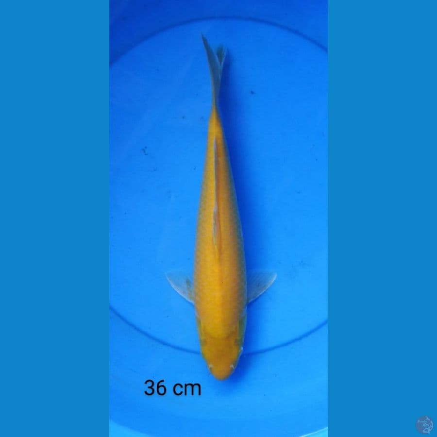 karashi punuk 36 cm
