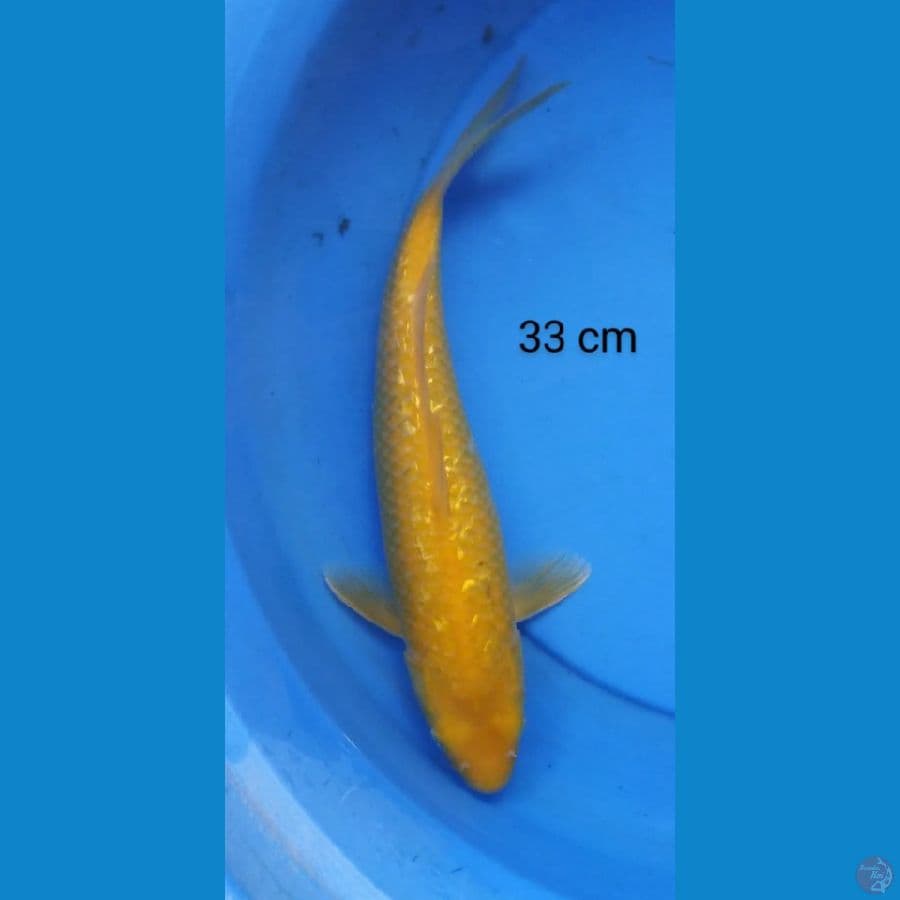 karashi ginrin punuk 33 cm