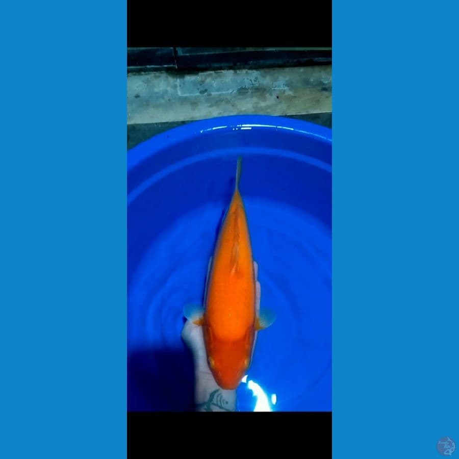 RED KARASI 35CM