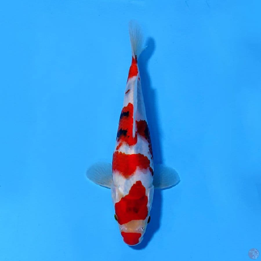 SHOWA TATEGOI CALON BAGUS BERPUNUK 22CM MALE