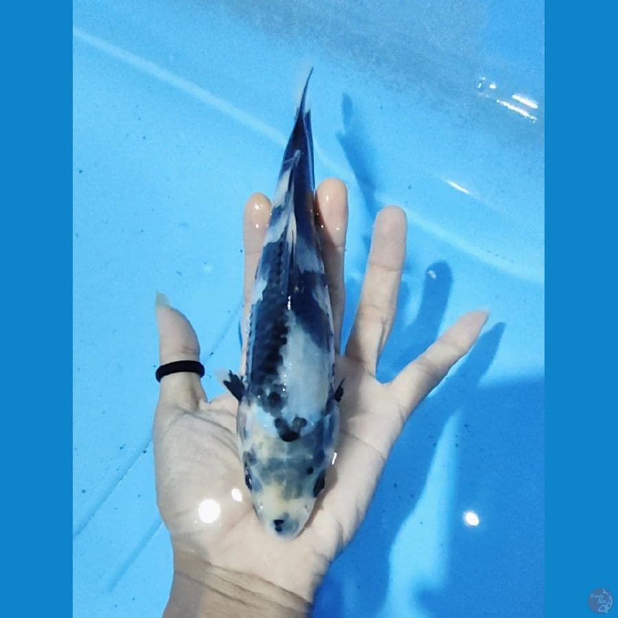 shiro good skin motogoro 22 cm