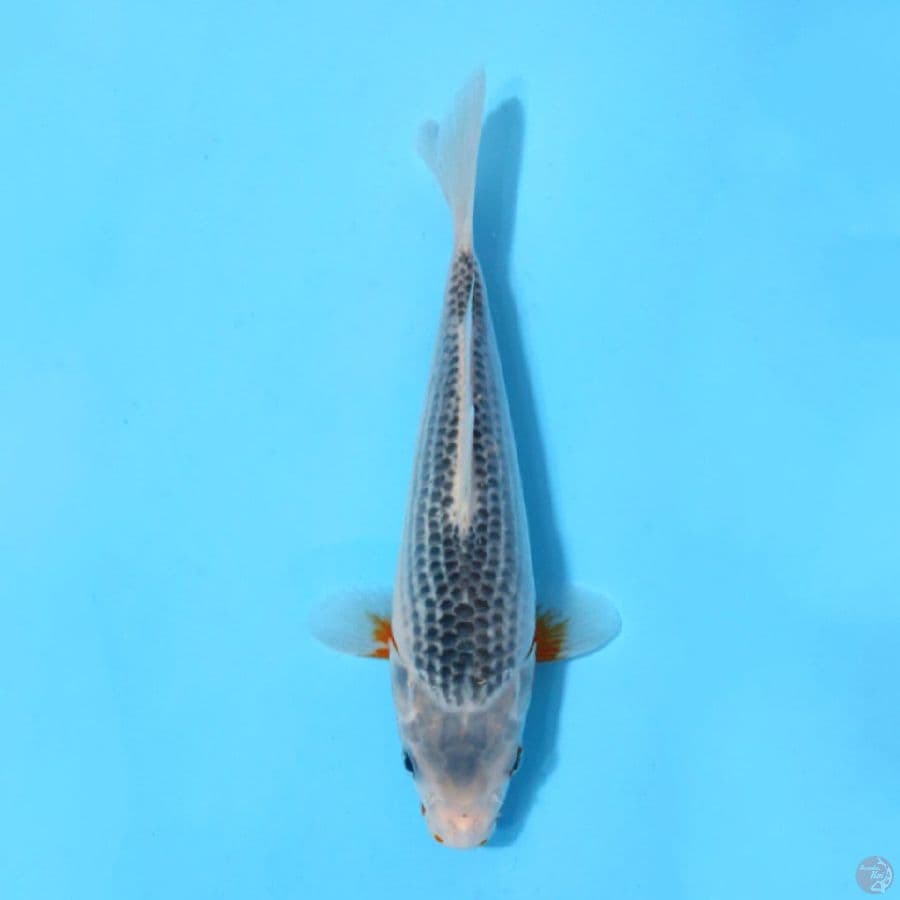 ASAGI SQ 22CM UNCHEK