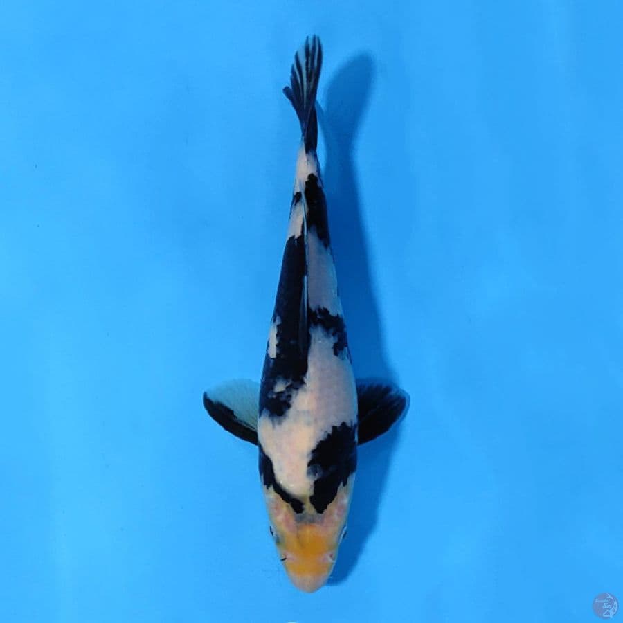 SHIRO UTSURI SQ HITAM PEKAT 22CM MALE