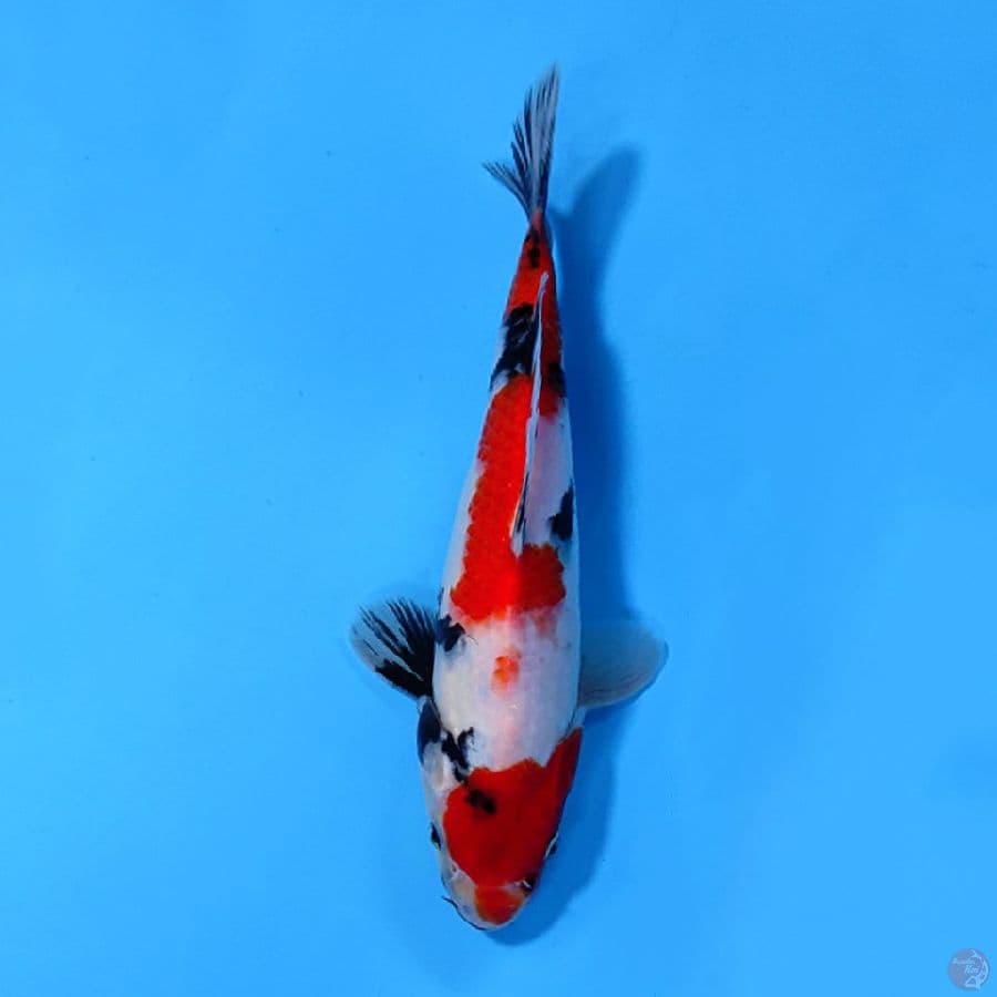 KINDAI SHOWA HQ 22CM MALE