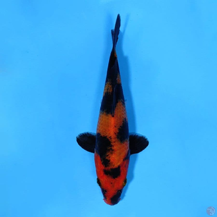 HI UTSURI SQ 20CM FEMALE