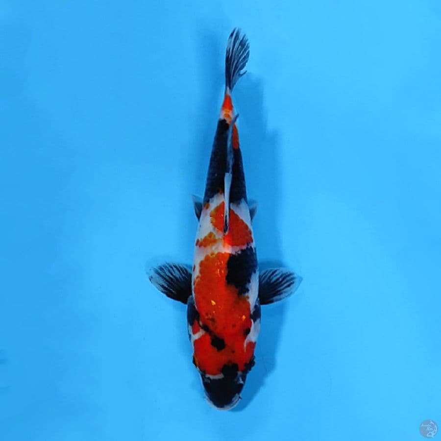 SHOWA ORIGINAL 22CM FEMALE