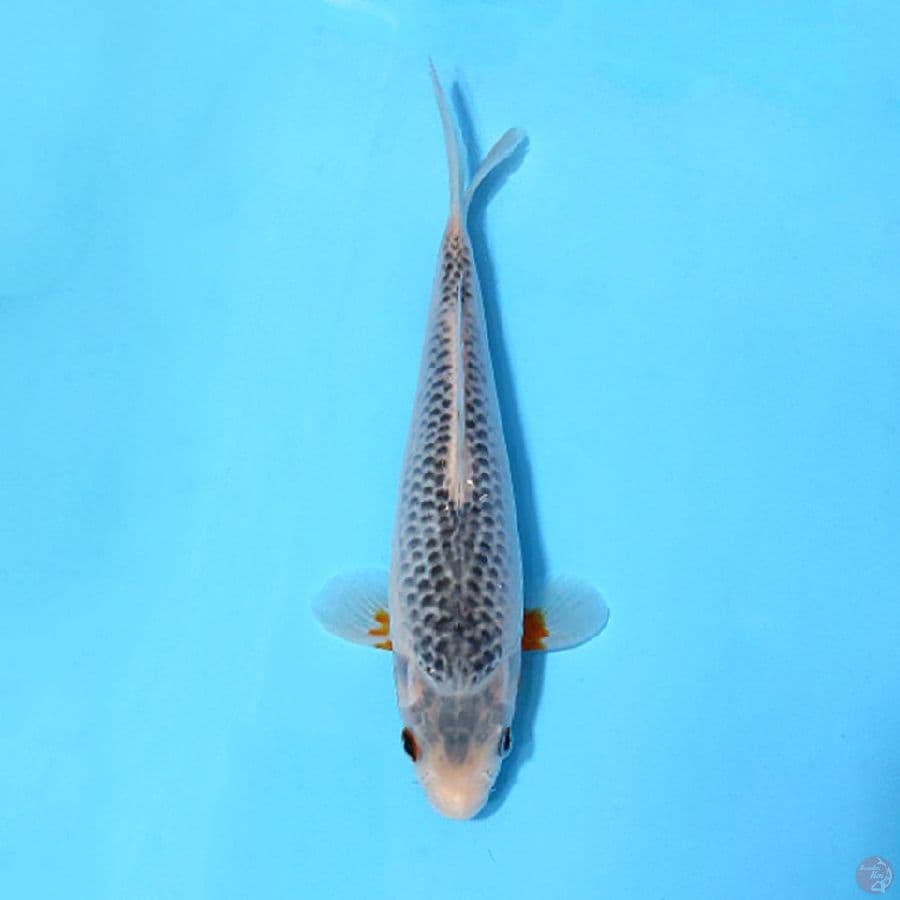 ASAGI SQ 22CM UNCHEK