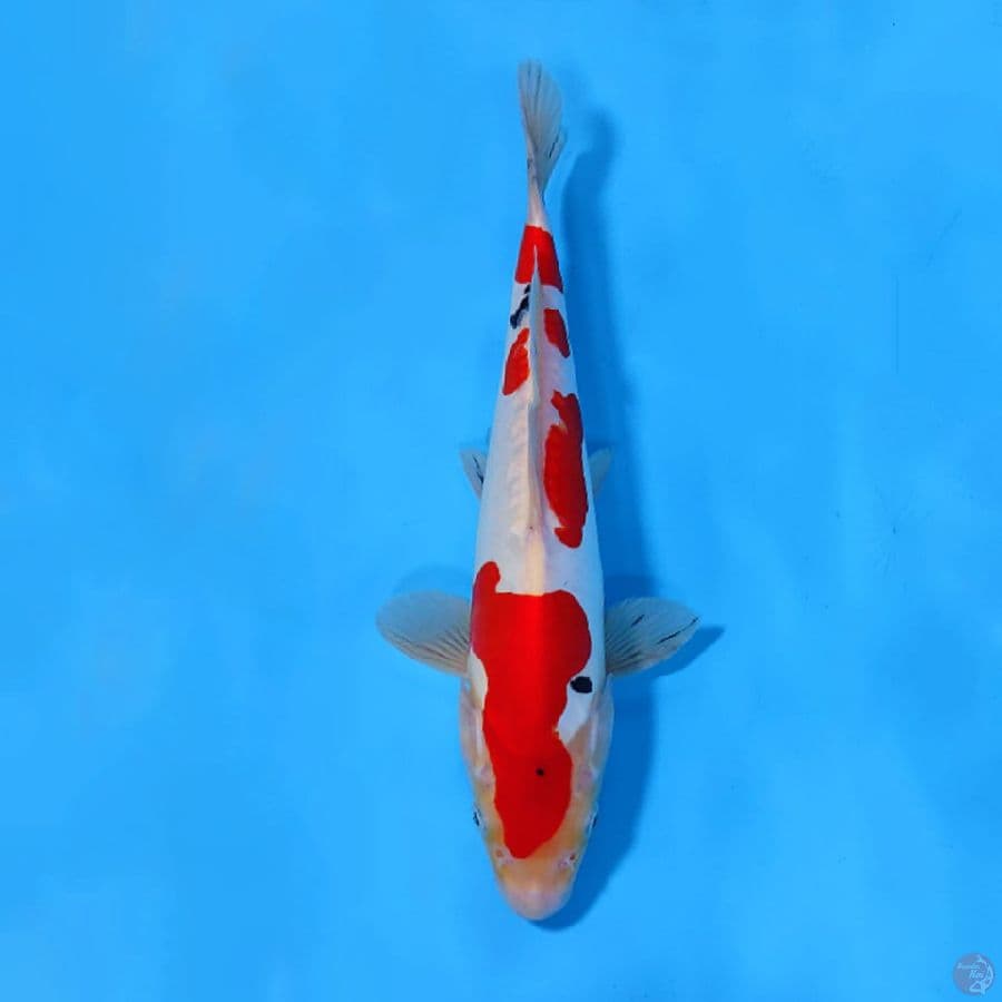 DOITSU SANKE TATEGOI 25CM FEMALE