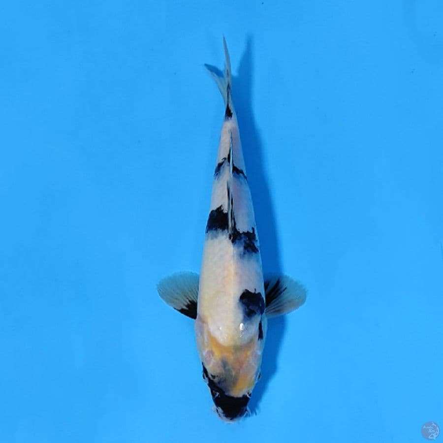 SHIRO UTSURI PROSPEK BAGUS 23CM FEMALE