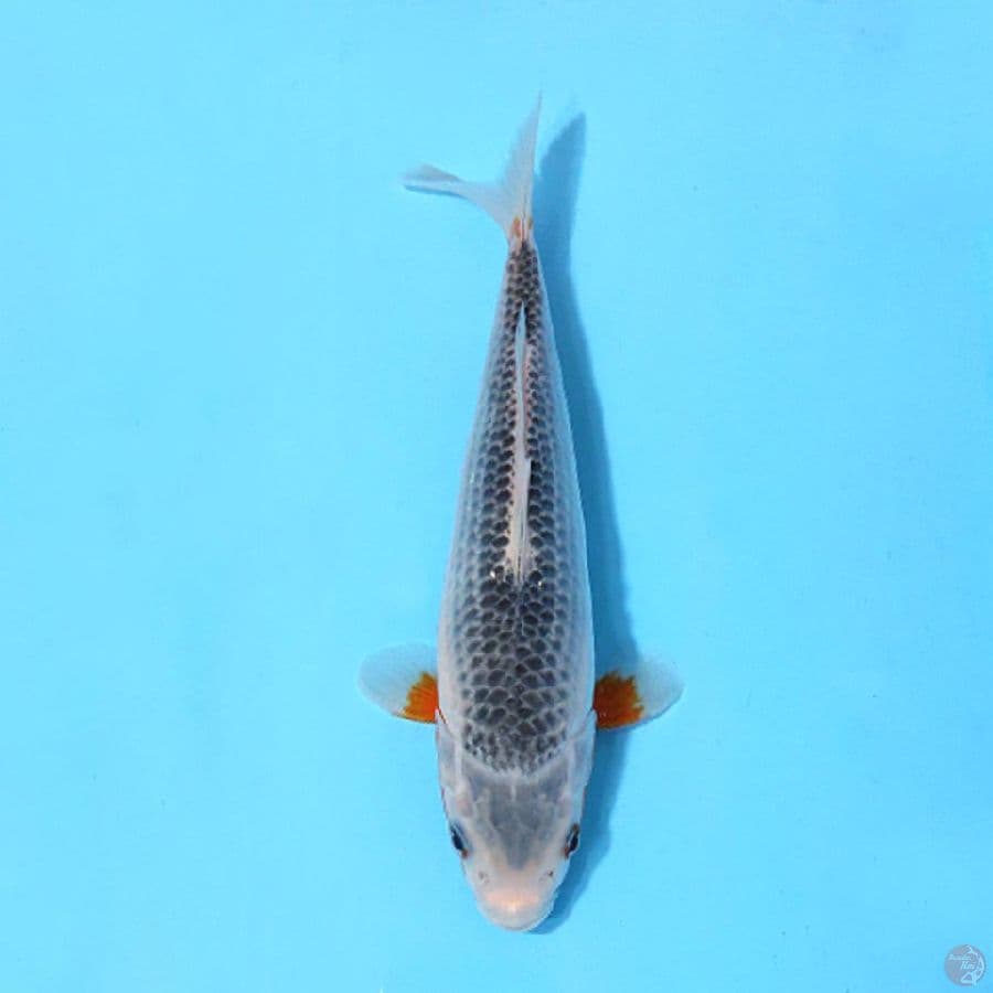 ASAGI SQ 22CM FEMALE