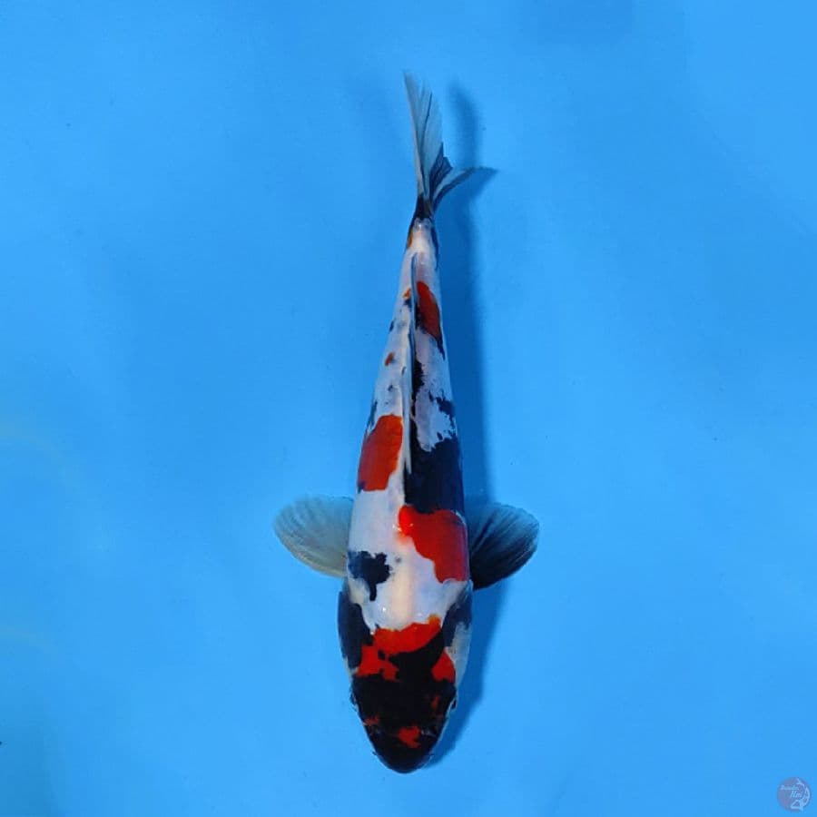 DOITSU KINDAI SHOWA 22CM MALE