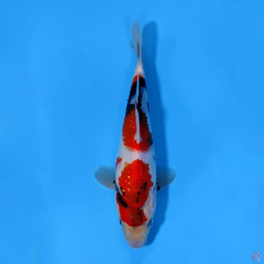 SHOWA TATEGOI QUALITY 22CM MALE