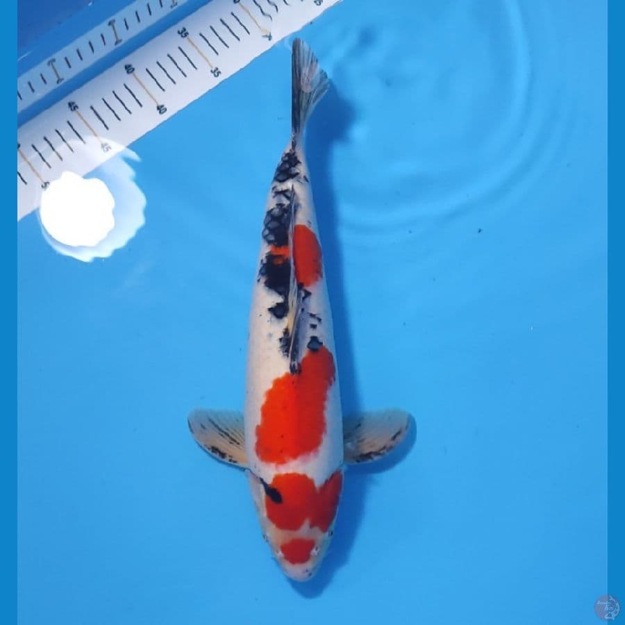 SANKE 35CM - FEEMALE 