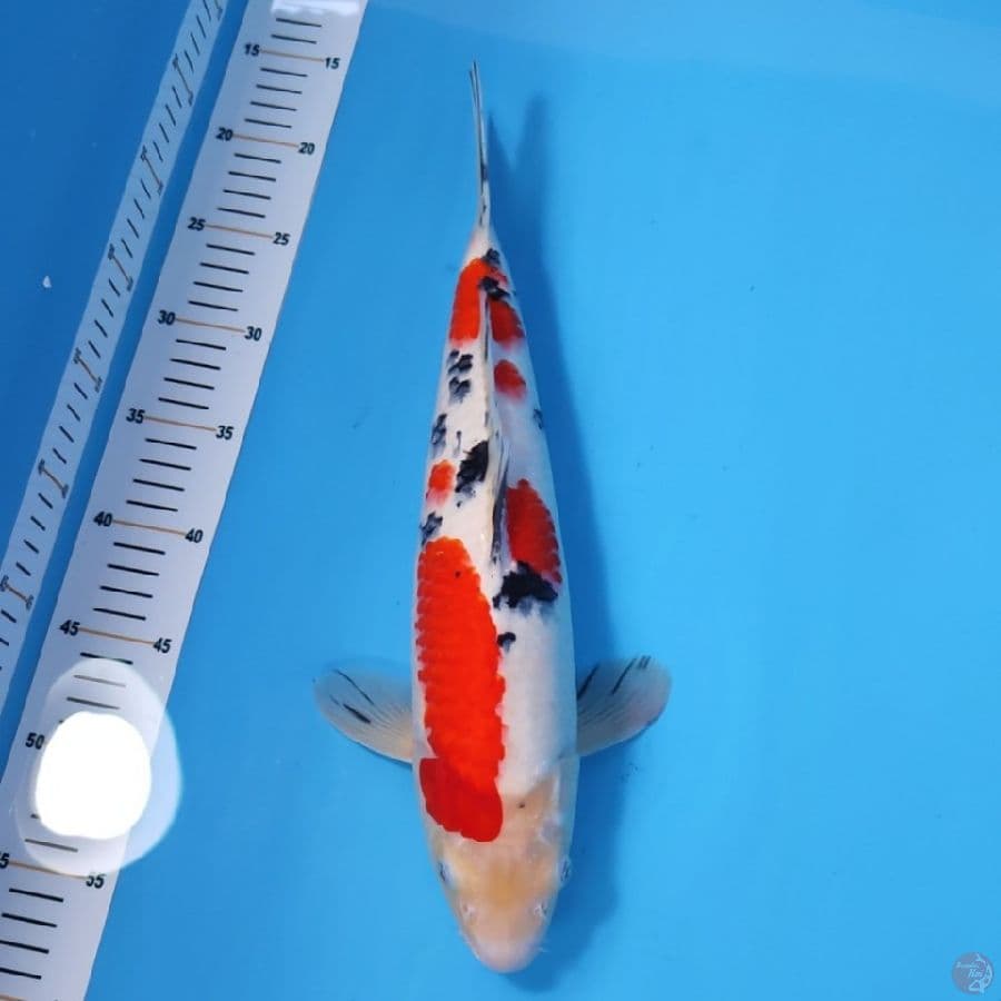 SANKE 38CM - FEEMALE 