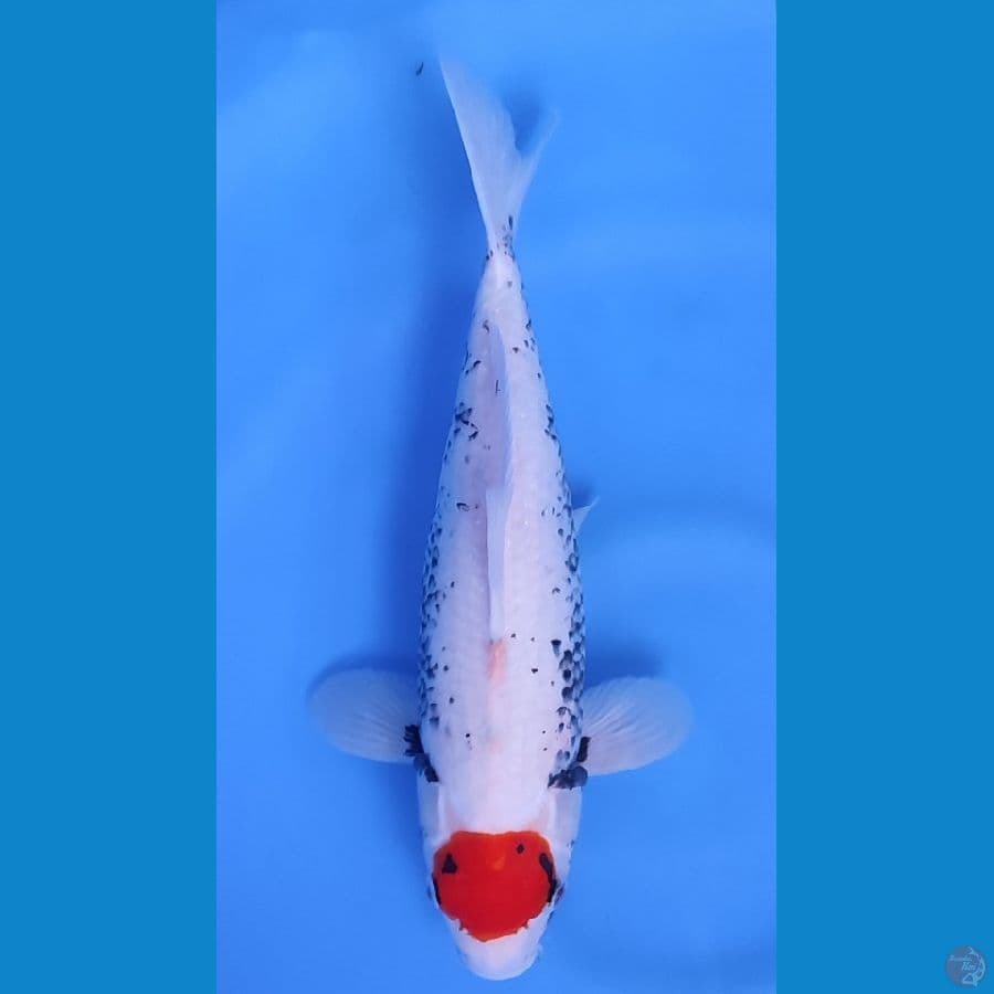 TANCO MATSUKAWABAKE ~33cm/Feemale~
