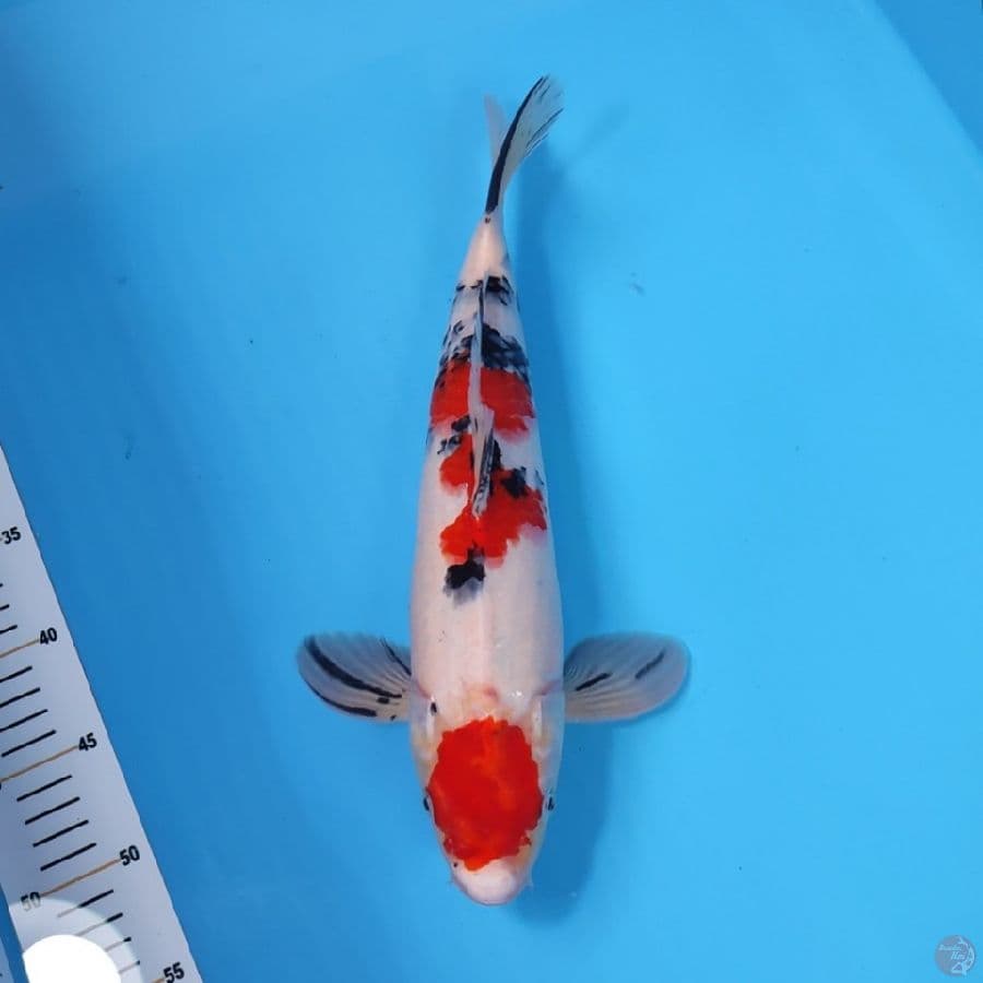 TC SANKE 36CM - MALE 