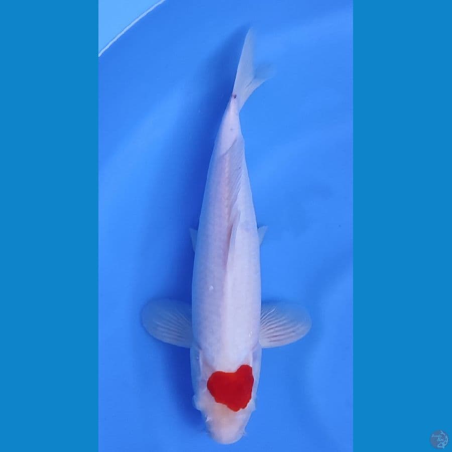 TANCO KOHAKU LOVE ~34cm/Male~