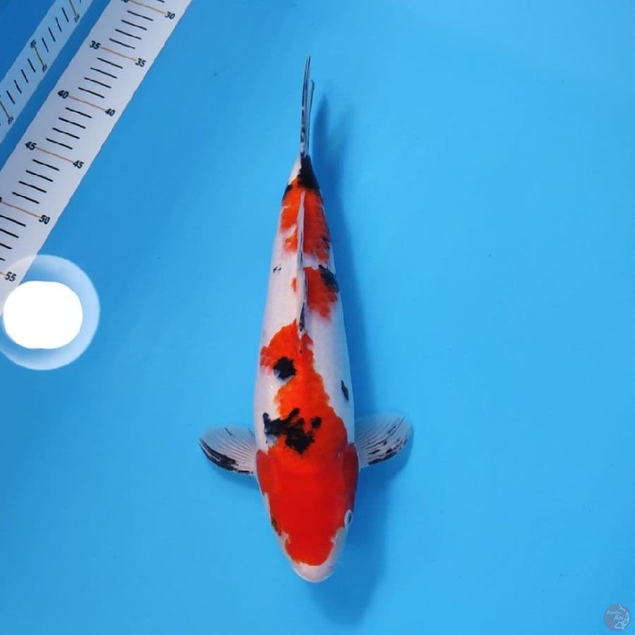 SANKE 35CM - MALE 