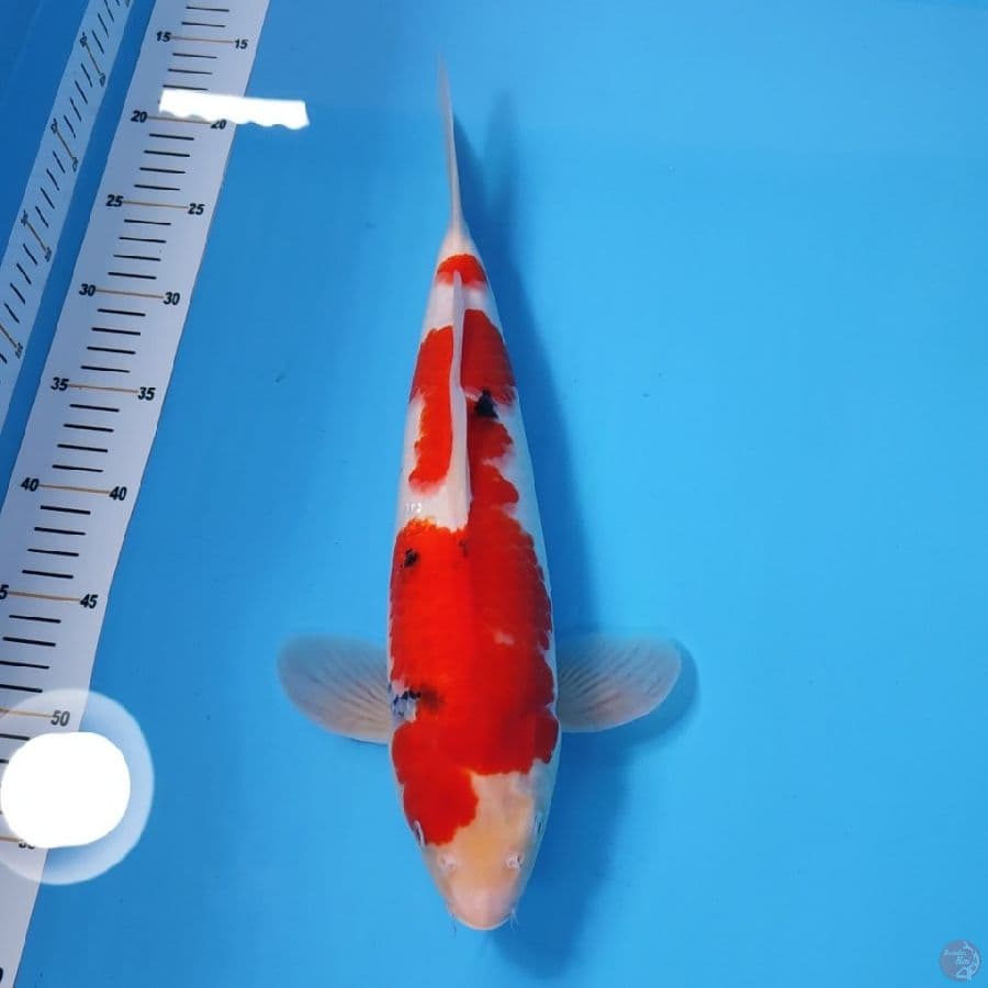SANKE BAKAT JUMBO 38CM - FEEMALE 