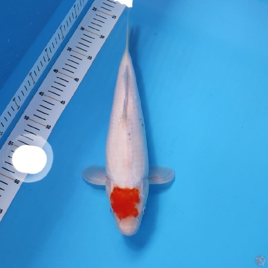 TANCHO 37CM - FEEMALE