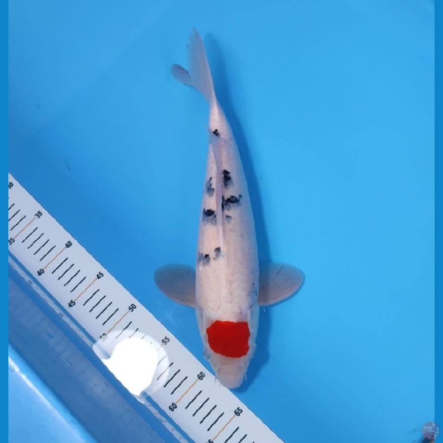 TC SANKE 37CM - MALE
