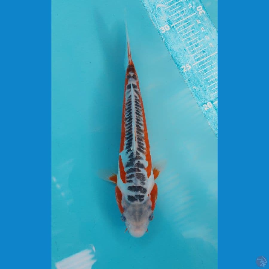 shusui HQ 24cm Male