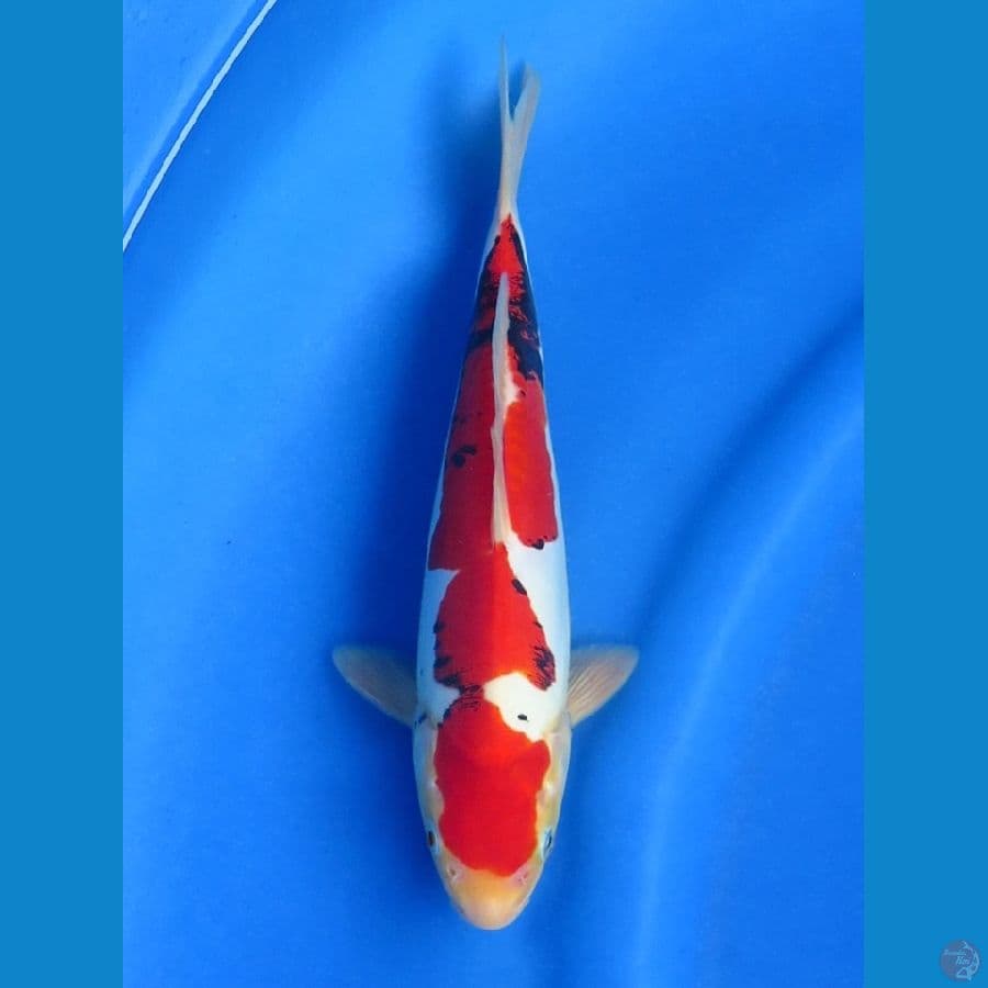 24cm -  Jantan Benikumon Evo