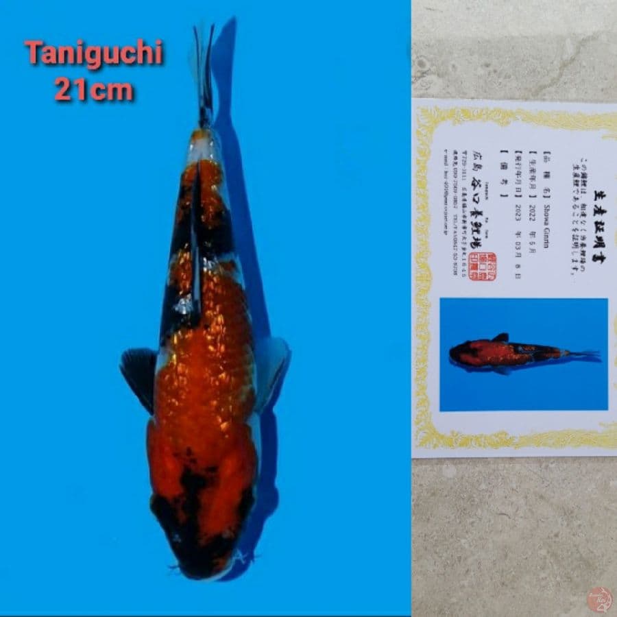 TANIGUCHI SHOWA GINRIN 21CM SERTI