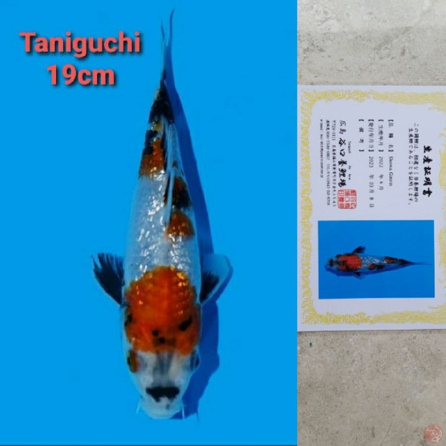 TANIGUCHI SHOWA GINRIN 19CM SERTI