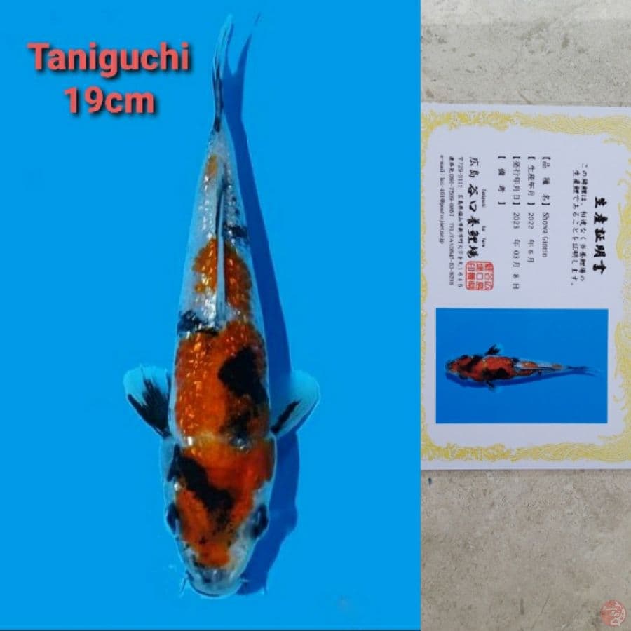 TANIGUCHI SHOWA GINRIN 19CM SERTI