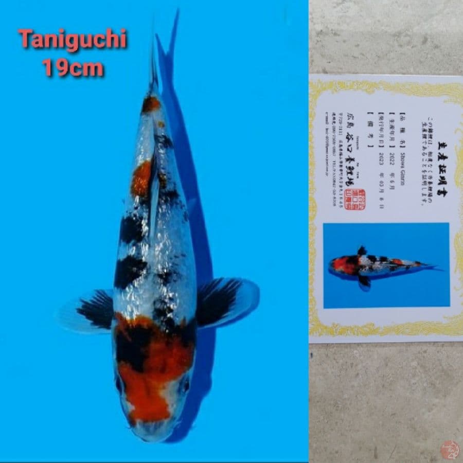 TANIGUCHI SHOWA GINRIN 19CM SERTI
