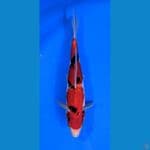 SHOWA 28 CM JANTAN 