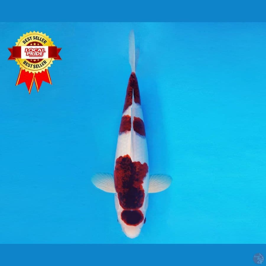 YORI 4 ~ Goromo 33 cm/male ™