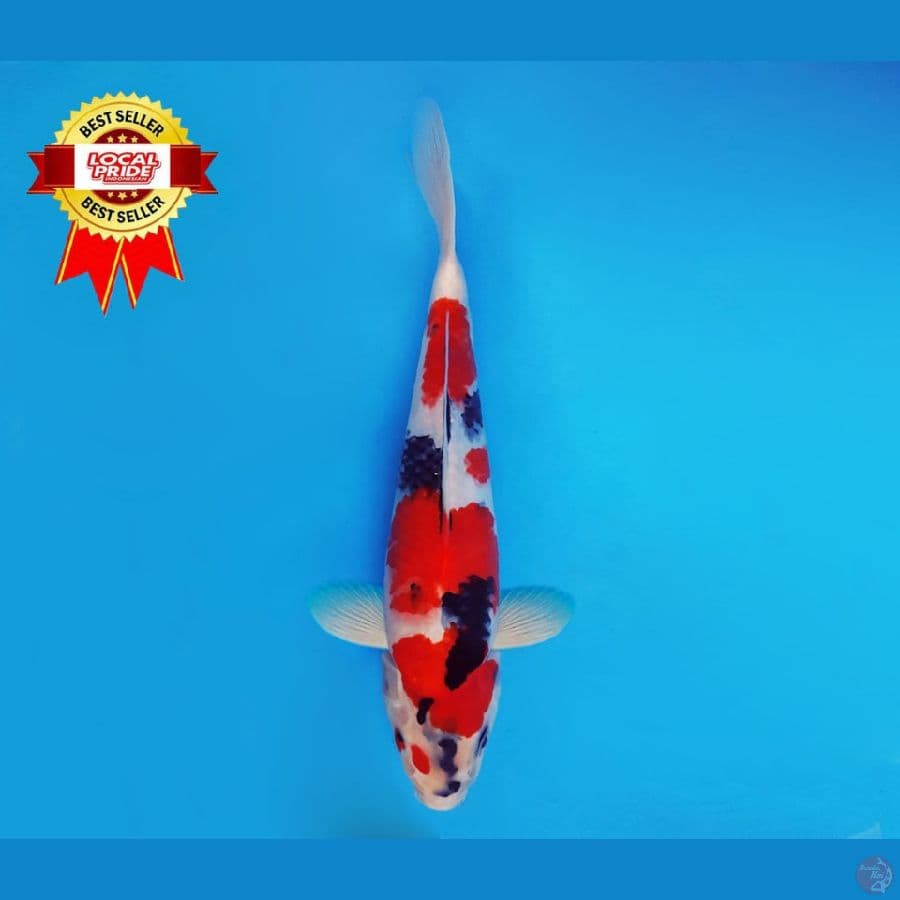 YORI 5 ~ Showa Evo 31 cm/male ™